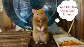 Meet Our New Cute Golden Hamster “Mochi Pochi”! #hamster