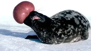 Strangest Evolutionary Traits of Animals