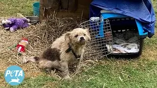 Saddest Dog’s Frown Turned Upside Down by PETA Rescue