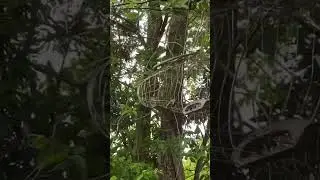 Choè than mồi 1 củ . Ai nhận gả ko