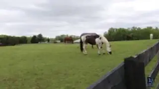 Horses eating, relaxing video - Caballos pastando en la tarde
