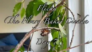 Flicky - The Floury Baker Cicada - Day 7 (2023-03-05)