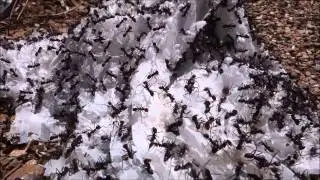 Ant Sound