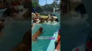 Счастливые бразильские собаки 🤯🥹