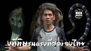 จัดอันดับงูที่พิษรุนแรงที่สุดของไทย 