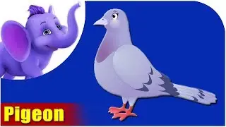 Pigeon | Song on birds | 4K | Appu Series