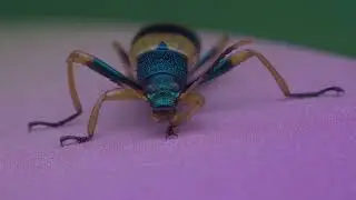 Tenebridae   Strongylium decoratum ‐ 19 05 2024