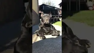 Black Panther