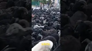 ЭЛИТНАЯ БАРАНОВИЧАХ 🐏 🐑 🐏 🐑 🐏 🐑 🐏