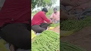Vivasayam and harvesting #shorts #farming #viral #cultivation
