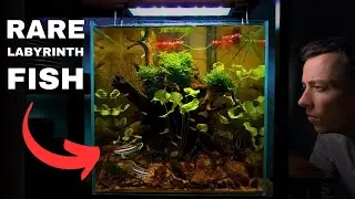 I MADE A PLANTED BLACK WATER SETUP FOR *RARE* LICORICE GOURAMI