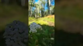 Дөмәй урманында