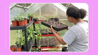 How to Start Seeds for a Vegetable Garden