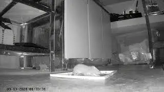 tikus saat kena perangkap