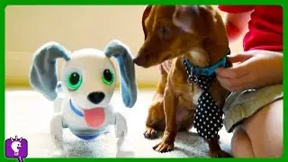 DOGGY Playtime! Flappy Pup Fun with HobbyKidsTV