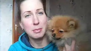 Как растет шпиц Лили Сан,4 месяца.