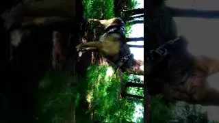 2 видео