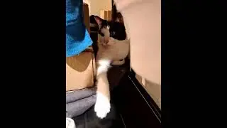 Притаился зверь.