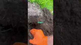 Where to put a mole trap. #pestcontrol #pestsolutions #gardening