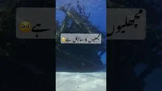 UNDER SEA LIFE ♥️ 
