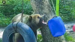 Довыделывалась? С медведем шутки плохи🐻😄/Bear Mansur