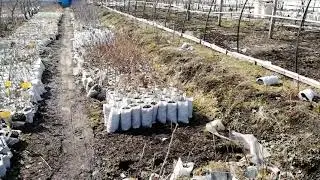 Март 2021 Видеоновости - Питомник Садоград