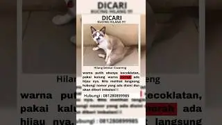 Info kucing hilang 