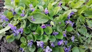 #Фіалка лісова#весна#shorts #short #shortvideo #Forest violet