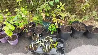 Garden tour July 2020