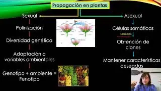 Propagación vegetativa P1