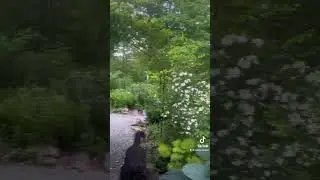 An Afternoon Walk