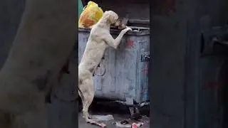 #vet #ветеринар #животные #бездомныеживотные