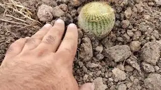 Montañas de cactus y suculentas dia 1