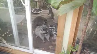 Raccoon Mom & Family Eating on Patio-  Rodina Mývalů-  Araiguma