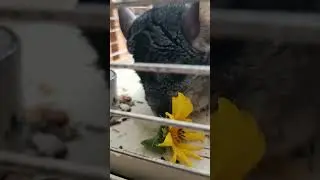 Фу! Бяка! / Ура! Няма! 🌻