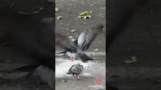 Pigeon vs Pigeon #birds #pigeon