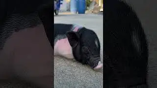 24-Hour Sleeping Challenge with #CutePiggy