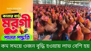 কালার বার্ড মুরগি পালন পদ্ধতি। ৪০ দিনে ১ কেজি ওজন বৃদ্ধি হয়