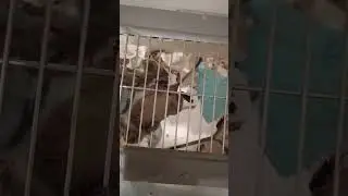 Дегу малыши - акробаты 