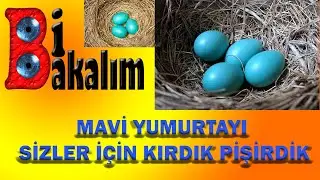 MAVİ YUMURTAYI SİZLER İÇİN KIRDIK