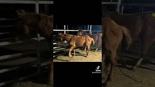190 Horses rescued from slaughter. If you want to help, see below https://colbyscrewrescue.org/