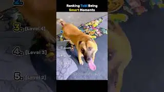 Ranking Tobi Being Smart Moments