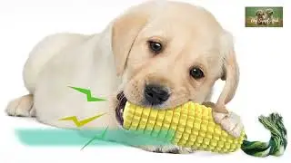Dog Chew Toys: Awesome Indestructible Amazon Squeaky Dog Chew Toys For Teething Puppy Or Chewers