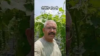 बहुस्तरीय भाजीपाला पॅटर्न मधील टोमॅटो बांधणी Multilayer Vegetable Farming Model #multilayerfarming
