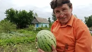 Как определить степень спелости арбуза