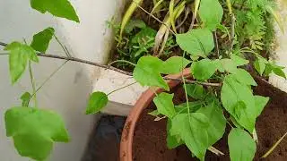 single leaf bilvam available for sale!! if you want ping ur number in comment box ☺️
