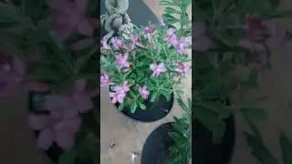 COMO PLANTAR ROSAS DO DESERTO DO JEITO CERTO