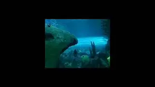 aquarium