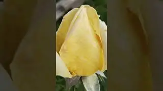 Роза «Гольденштерн». Моя звезда 💫