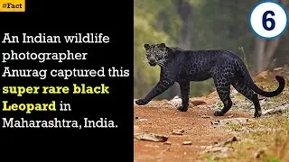 8 Interesting Facts of Animals